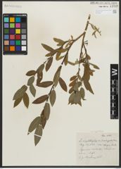Foto von Salix myrtillifolia Anderson
